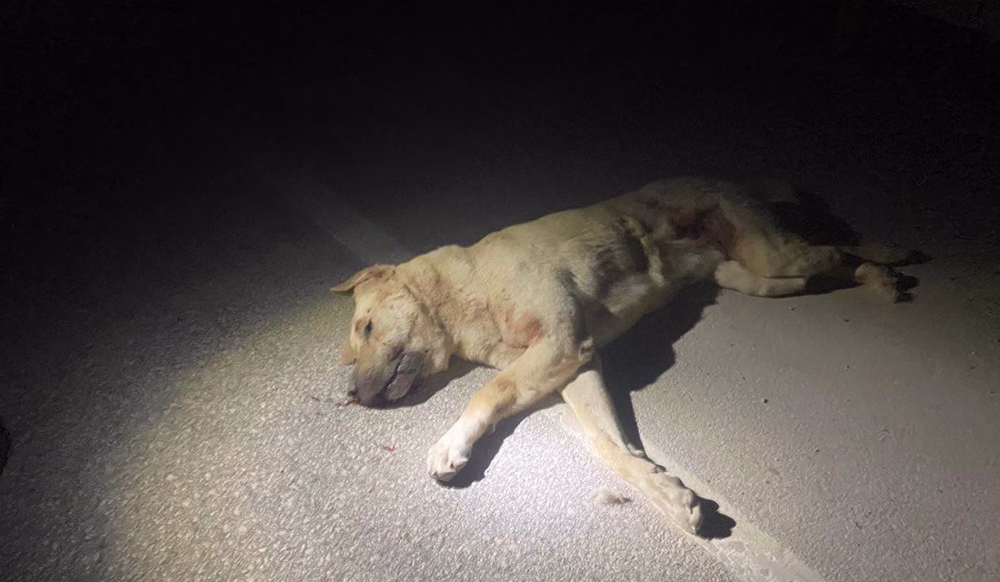 Kahramanmaraş’ta üç köpeğin zehirlenerek öldürülmesi olayı ile alakalı 1 kişi