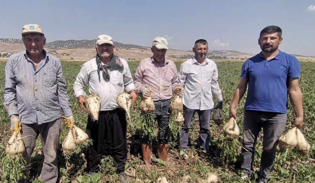 Kahramanmaraş’ta şeker pancarı hasadı başladı. 
