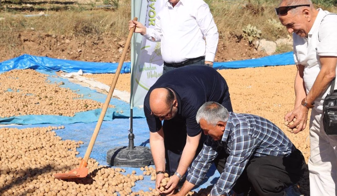 Kahramanmaraş’ta ceviz hasadı başladı.  Kahramanmaraş, Türkiye’nin tarımsal üretiminde 27.