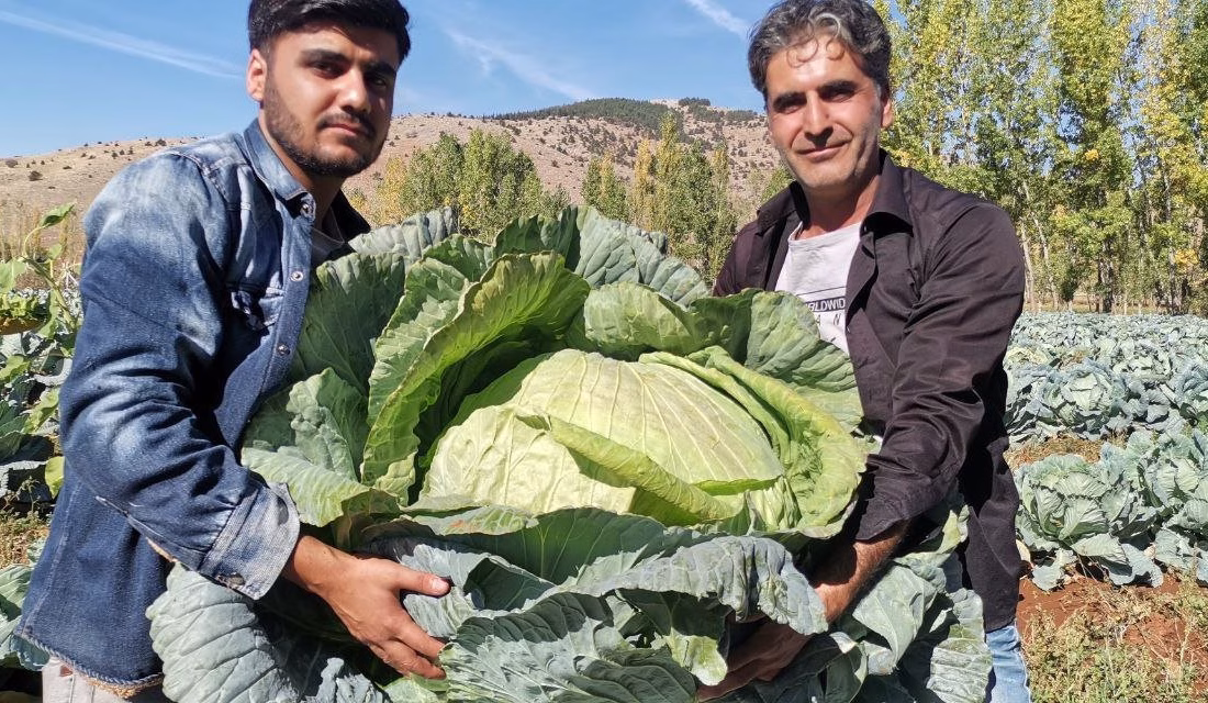 Kahramanmaraş’ta ‘Devler’ yola çıktı Türkiye’nin en büyük lahanalarının yetiştirildiği iller arasında yer alan Kahramanmaraş’ta,