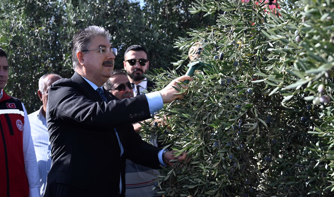 Osmaniye Merkez’e bağlı Akyar Mahallesi’nde zeytin hasadı, bereket temennileriyle başladı.