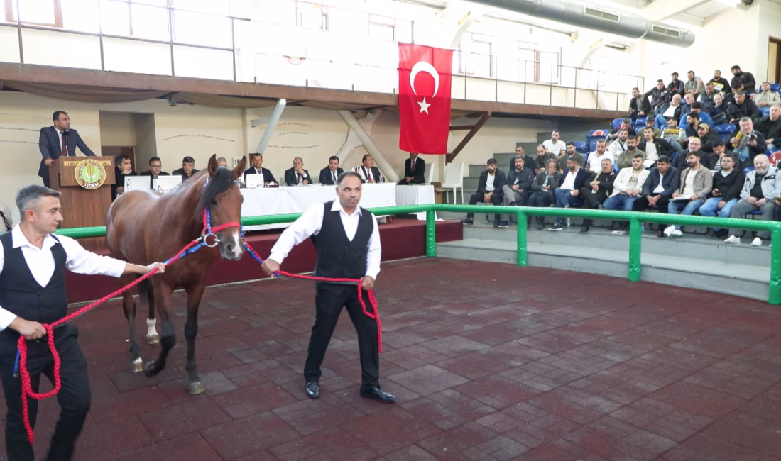 Gülseren KARAPINAR-Mehmet ALA/İSTANBUL, -Tarım İşletmeleri Genel Müdürlüğü’nün (TİGEM) satışa çıkardığı