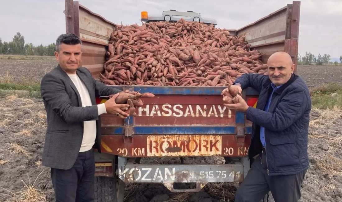 Osmaniye’nin Kadirli ilçesine bağlı Akköprü Köyü’nde, Haziran ayında dikimi yapılan