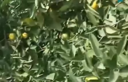 Osmaniye’nin Toprakkale ilçesinde dikkat çekici bir doğa olayı yaşandı. İlçe