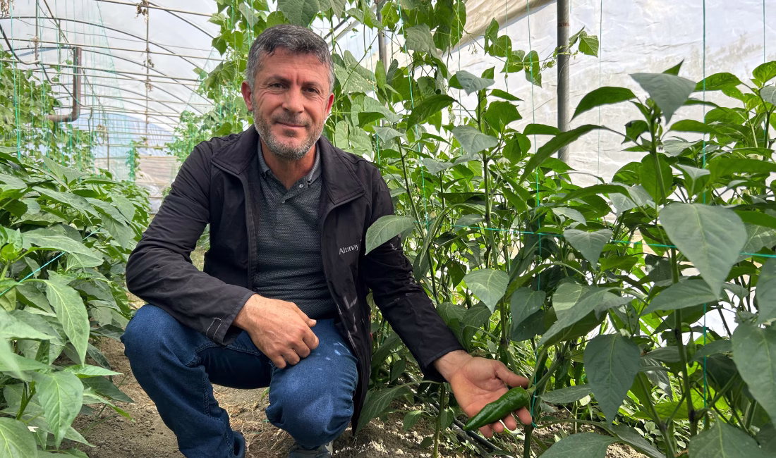 Alican GÜMÜŞ/HATAY, – HATAY’da 50 bin scoville acılık değeri ile