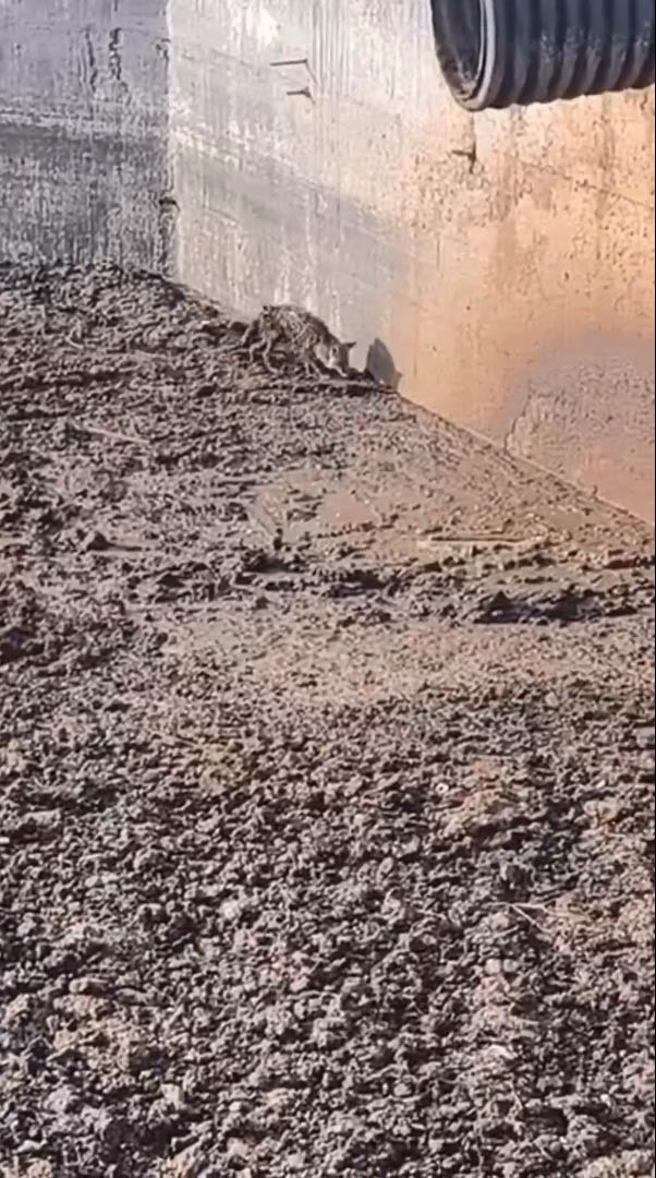 Gübre çukuruna düşen tilki kurtarıldı