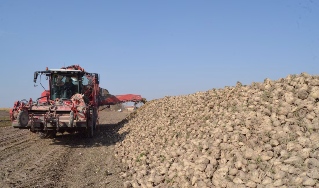 Erkan ALTUNTAŞ/AKSARAY, – AKSARAY’da şeker pancarı hasadında 2 milyon 200