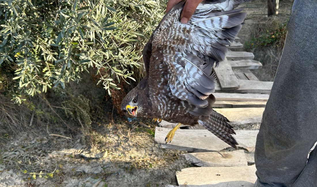 Alican GÜMÜŞ/ HATAY, – HATAY’da bulunan yaralı şahin, tedavisi için