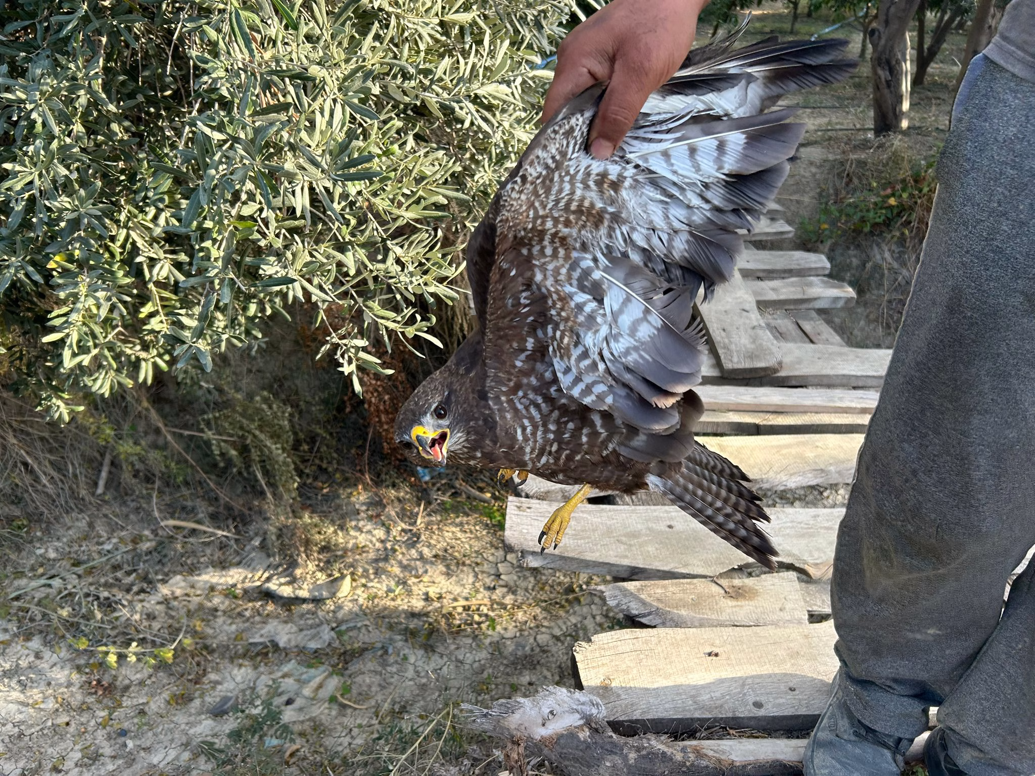Yaralı şahin tedaviye alındı