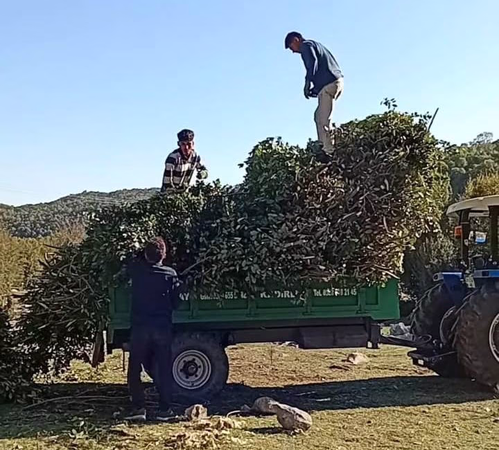 Kahramanmaraş’ın Andırın İlçesi’nde, defne hasadının başlamasıyla birlikte yüzlerce aile hummalı