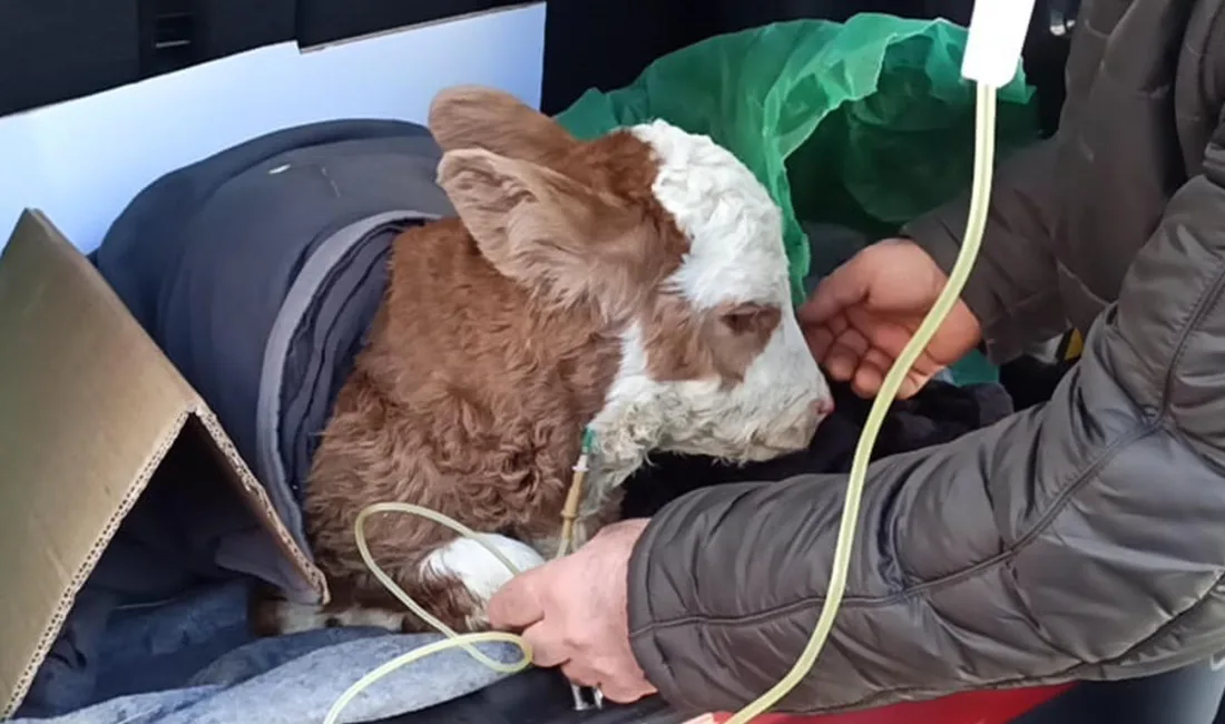 Alper TURGUT/POSOF (Ardahan), – ARDAHAN’ın Posof ilçesinde rahatsızlanınca sahibi tarafından