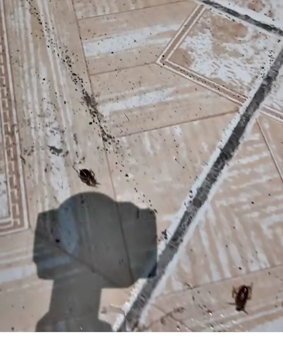 0bd2436d abbf 4f3c 9a09 347de1b5c8ab