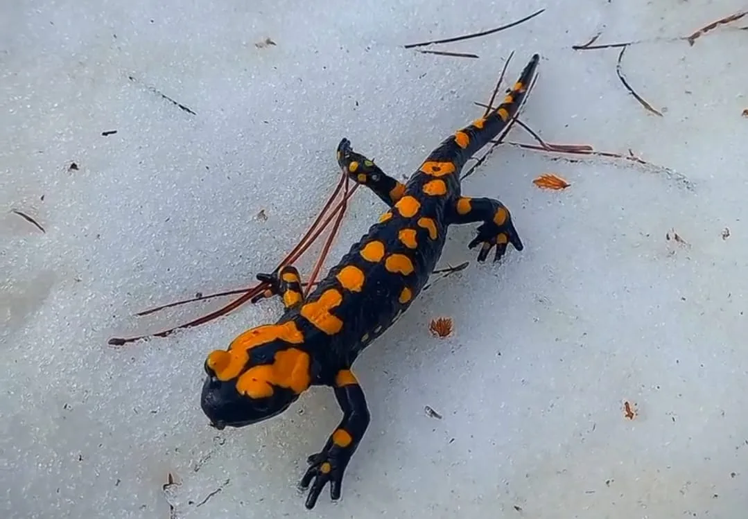 48e08f80 067f 4b4a a6e7 78bd3c789568