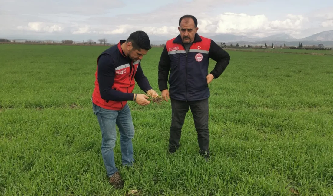 Osmaniye’nin Düziçi ilçesinde, son günlerde yaşanan olumsuz hava koşullarının tarımsal