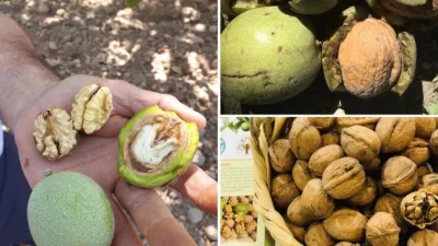 Kahramanmaraş’ın tarım değerleriyle bilinen ilçesi Çağlayancerit’te ceviz fiyatları, 2026 sezonunda