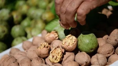 Kahramanmaraş’ın önemli tarım ilçelerinden Çağlayancerit’te ceviz üreticileri, 2026 yılı için