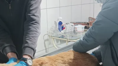 Elbistan Belediyesi, gece saatlerinde meydana gelen trafik kazasında yaralanan bir