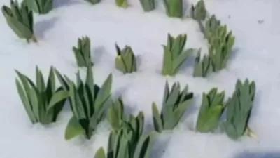 Kahramanmaraş’ın Andırın ilçesinde baharın habercisi olan çiriş otu, yüksek kesimlerde