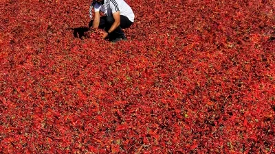 Çiftçi Umutlu Ama Temkinli
