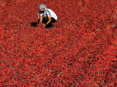 maras biber yeni1 3cAYitSpqa