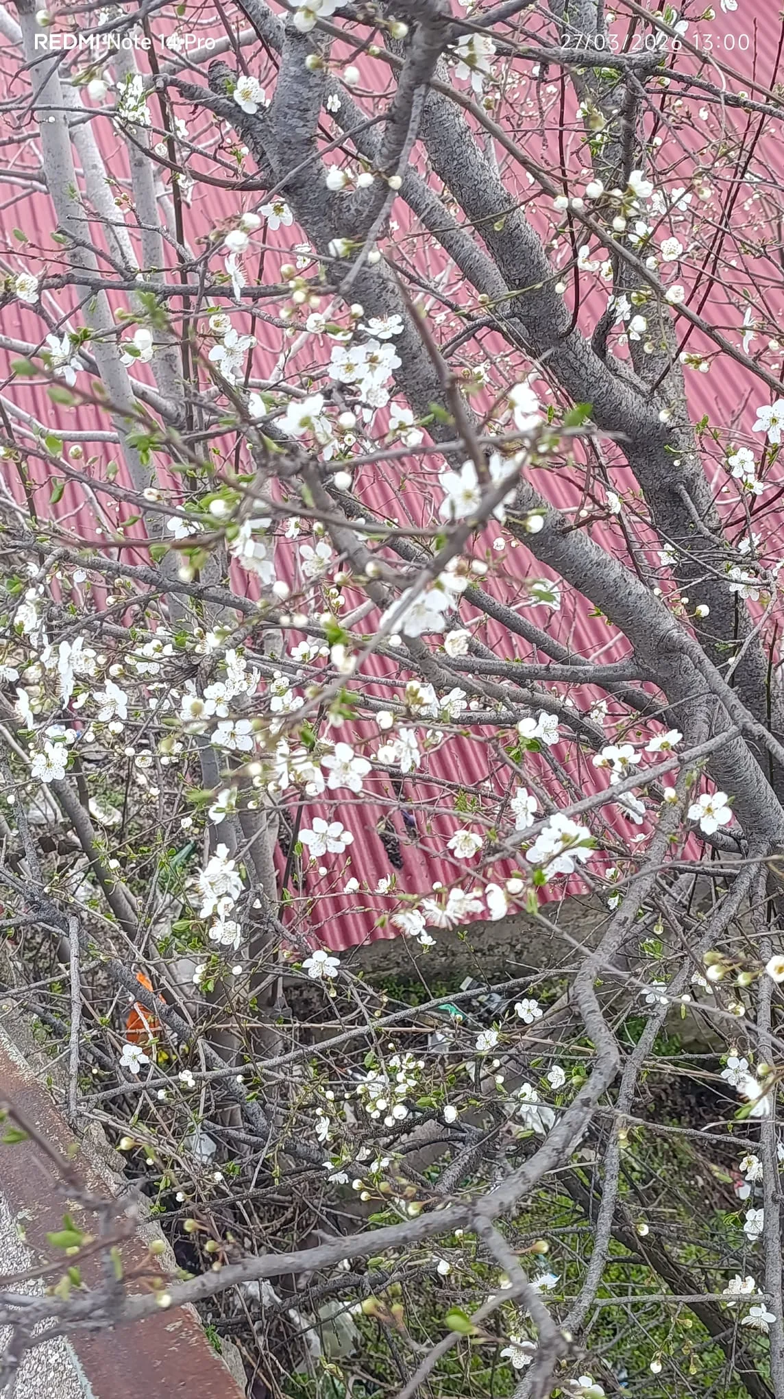 038f5685 4cac 4cfb a500 268f00c2bd2c