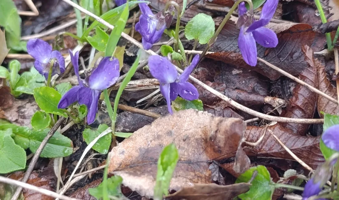 Doğa harikası coğrafyasıyla "Yeşil Andırın" olarak bilinen Kahramanmaraş’ın Andırın