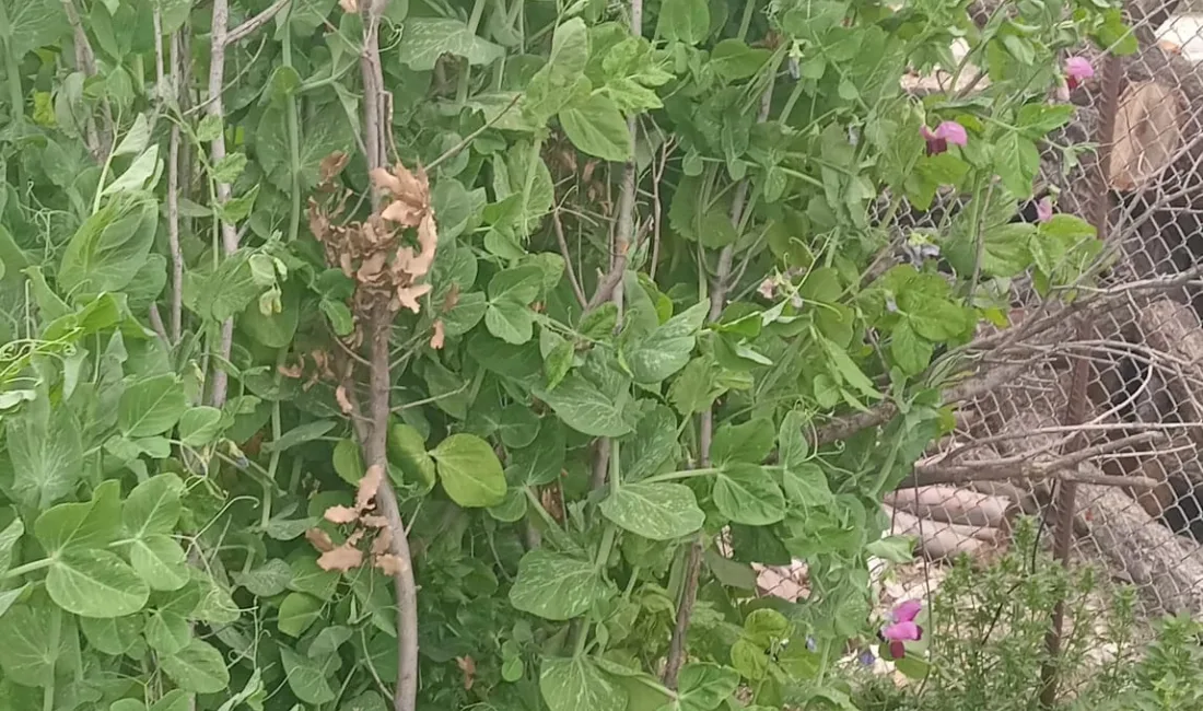 Andırın’a bağlı Yeşilova Mahallesi’nde yaşayan Galip Baran, bahçesinde yetiştirdiği bezelyelerle