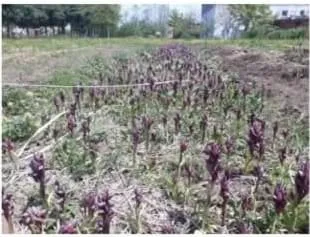 Kahramanmaraş’ın Andırın ilçesinde çiftçilere yönelik önemli bir destek programı hayata