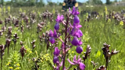 Andırınlılar Dikkat! Bir Çiçek Koparmanın Bedeli 699 Bin TL: Sakın