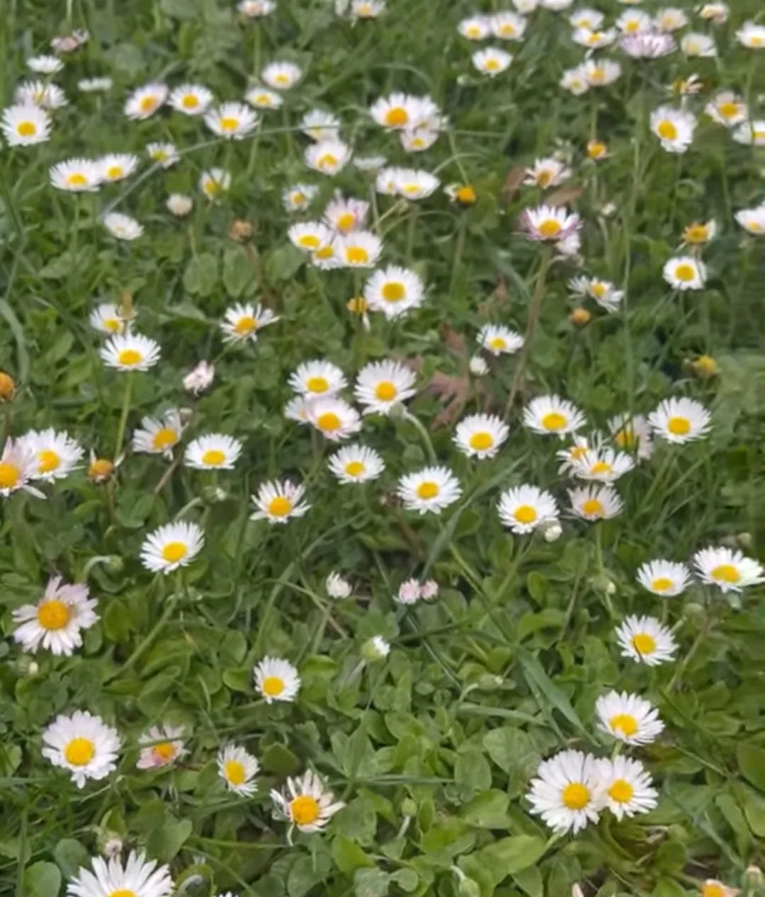 0acf4871 b3f8 4391 ba8a 84eccfaed626