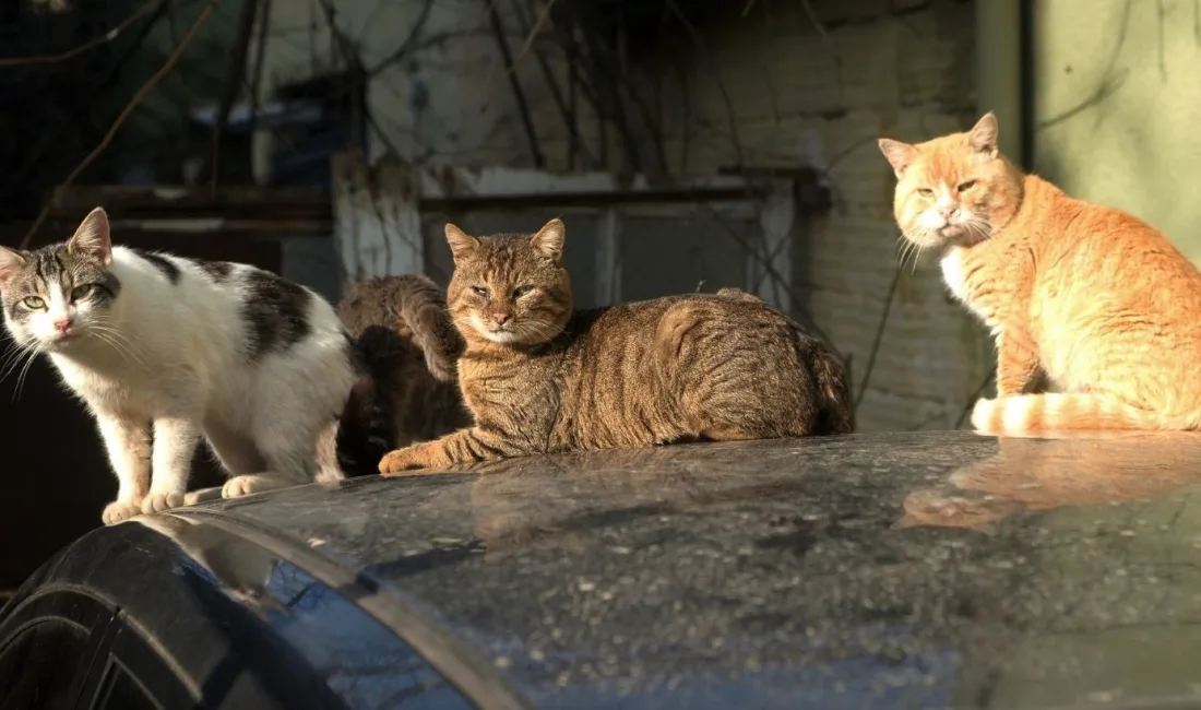 Kahramanmaraş’ta yürekleri sızlatan, insanlık dışı bir görüntü ortaya çıktı. Sokakta