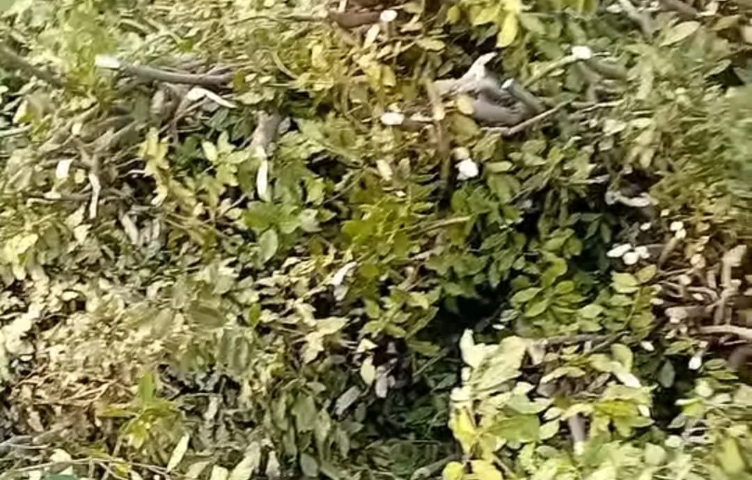 13b29c44 e791 40e2 be04 22b05347bfea