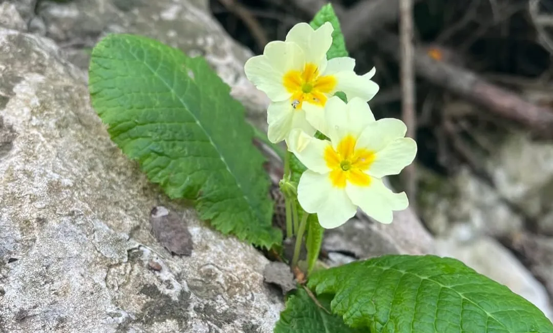 Baharın gelişiyle birlikte doğanın canlandığı Kahramanmaraş’ın Andırın ilçesi, bugünlerde görsel