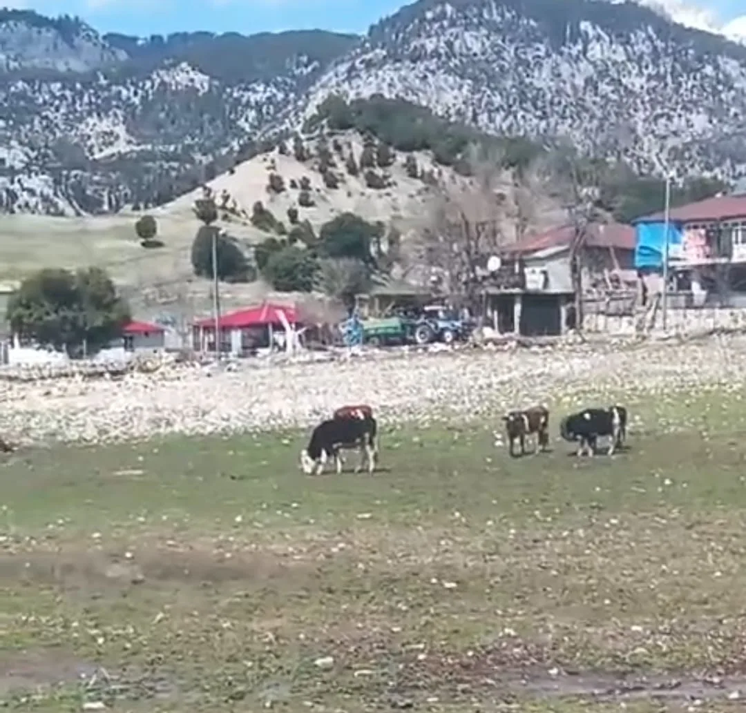 Andırın’da Sıra Dışı Bir ‘Kolye’: İneğin Lastikle İmtihanı! 3 76f3e7cd 7855 4b08 8c8f 7eb0ba74bd12