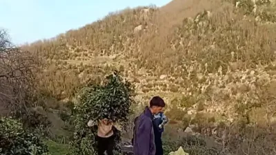 Kahramanmaraş’ın Andırın ilçesinde köylülerin en önemli geçim kaynaklarından biri olan