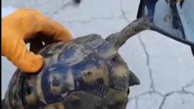 Kadirli'de çöpe atılan kaplumbağa temizlik işçilerinin farketmesi sonucu kurtarılarak doğaya