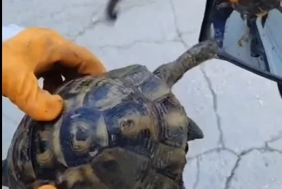 Kadirli'de çöpe atılan kaplumbağa temizlik işçilerinin farketmesi sonucu kurtarılarak doğaya