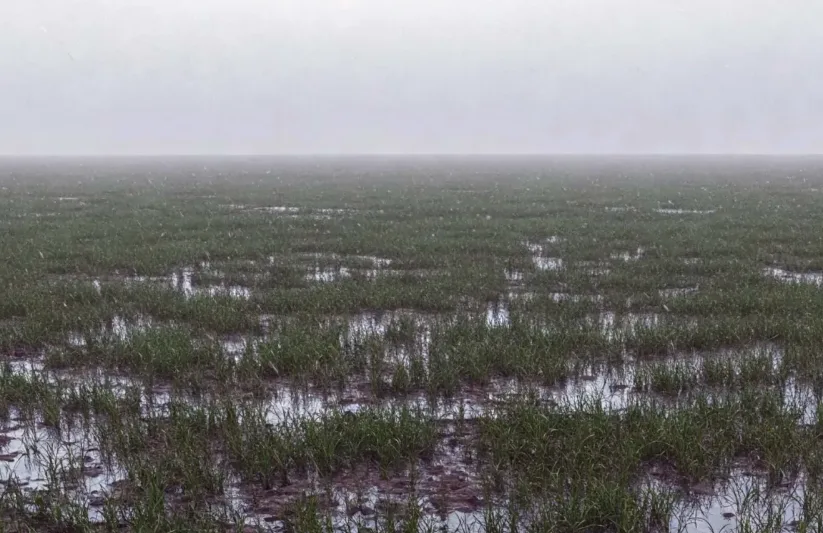 Kahramanmaraş’ta son dönemde etkili olan yağışlar, tarım açısından umut verici