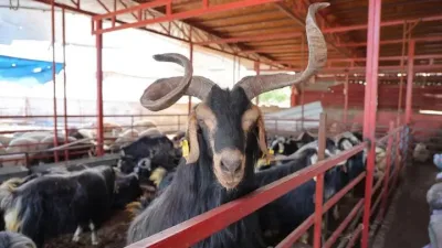 Kahramanmaraş’ta Kurban Bayramı öncesi hayvan pazarlarında hareketlilik başladı.