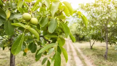 Tarım potansiyeli her geçen gün daha fazla ön plana çıkan