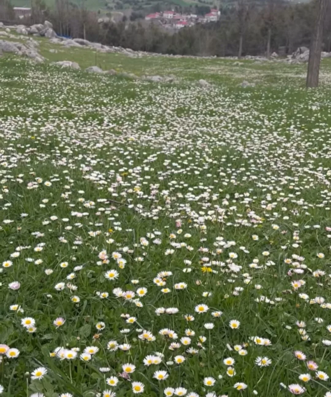 a05aa070 d943 4329 bed6 c45f22464ad8