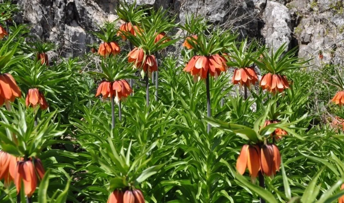 Kahramanmaraş’ın bereketli topraklarında açan ters laleler, dokunanı yakacak türden. Çiçeği
