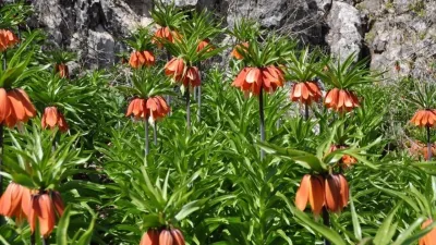 Kahramanmaraş’ın bereketli topraklarında açan ters laleler, dokunanı yakacak türden. Çiçeği