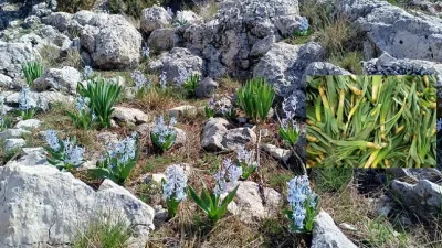 Kahramanmaraş’ın yüksek rakımlı bölgelerinde baharın gelişiyle birlikte "Yeşil Altın" olarak