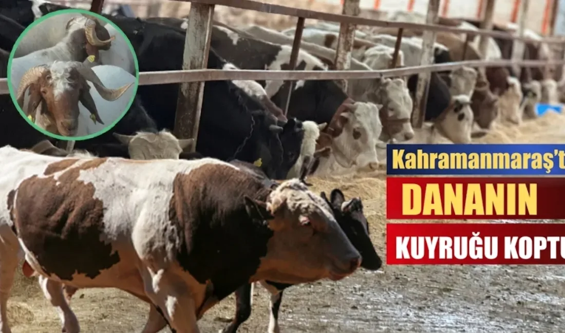 Kahramanmaraş’ta yaklaşan Kurban Bayramı öncesi kurbanlık piyasası hareketlenirken, fiyatlardaki artış