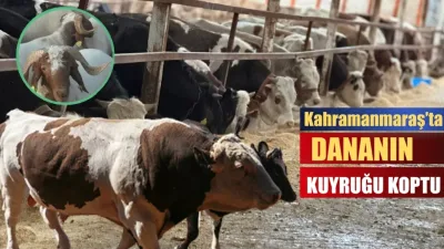 Kahramanmaraş’ta yaklaşan Kurban Bayramı öncesi kurbanlık piyasası hareketlenirken, fiyatlardaki artış