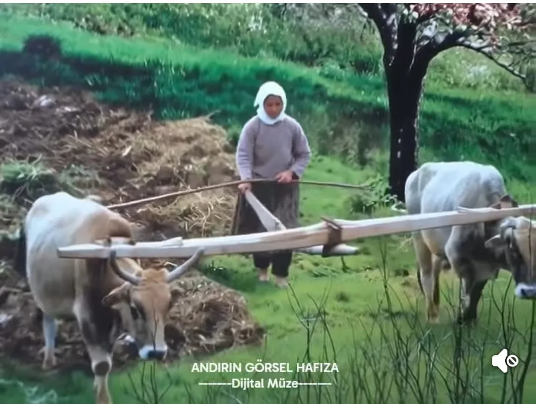 Andırın'ın Hafızasında Bir Yolculuk: Kağnıların Sesi Yeniden Yankılanıyor