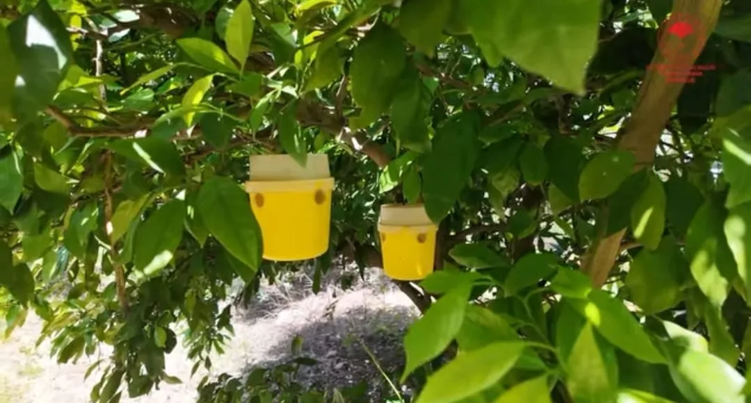 Andırın'da Mandalina Bahçelerinde "Doğa Dostu" Seferberlik Başladı!