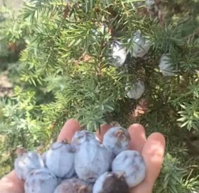 Kahramanmaraş’ta düzenlenen Pharmaraş Eczacılık Kongresi, Andırın ilçesi için tarihi bir
