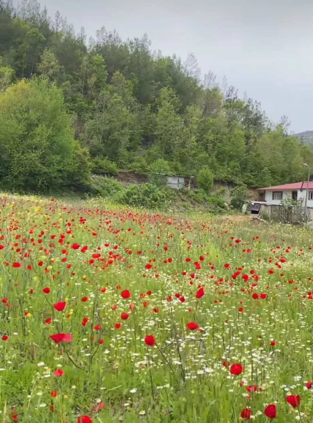 Gelincikler Tablo Gibi Görüntüler Oluşturdu